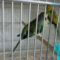 طوطی آوازه خوان|پرنده|قم, انصار‌الحسین|دیوار