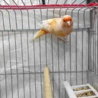 قناری نر مست مست|پرنده|خورموج, |دیوار