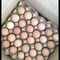 تخم.مرغ.محلی