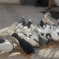 کبوتر پرشی و طوق