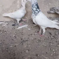 کبوتر