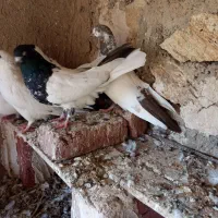 یک جفت کله ای|پرنده|بناب, |دیوار