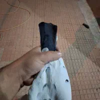 فروش کبوتر|پرنده|یاسوج, |دیوار