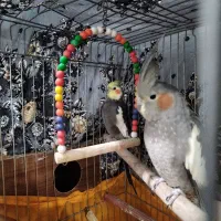 فروش عروس هلندی