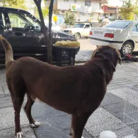 سگ پیدا شده در فردوسی