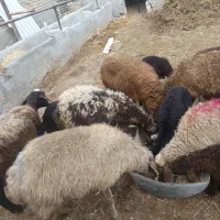 میش بره|حیوانات مزرعه|مشهد, کلاته برفی|دیوار