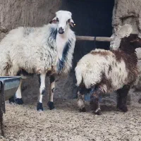 فروش فوری قوچ هترو سفید بره نر میش همو