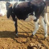 گوساله|حیوانات مزرعه|خورموج, |دیوار