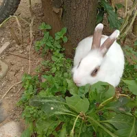 خرگوش نر|موش و خرگوش|کومله, |دیوار