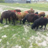 میش بره شیشک مهربان وقزل بابره ۲۰کیلو(تکی میفروشم)