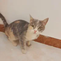 گربه کاملا خانگی