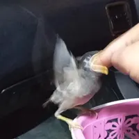 مرغ مینا گم شده