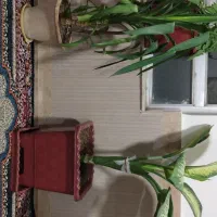 فروش دو عدد گل