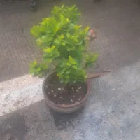 بنسای شمشاد هلندی