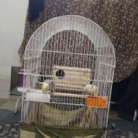 عروس هلندی