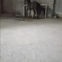 کره نریان شجره انسیاتور کبیر