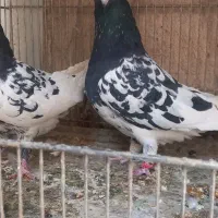 کبوتر کله ایی|پرنده|تهران, خرمشهر|دیوار