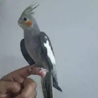 عروس ۳ ماهه