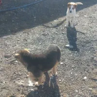 توله سرابی|سگ|کرمانشاه, |دیوار