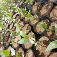 نهال درخت پسته،پرورش در فضای باز،آماده کاشت