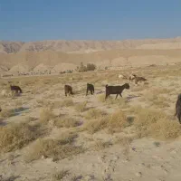 بز ابستن چند روز دیگ وقتشه|حیوانات مزرعه|ارد, |دیوار