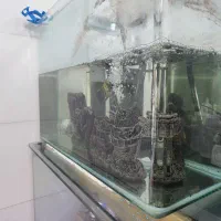 اکواریوم شیشه خم شرکتی|ماهی|بندرعباس, |دیوار