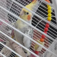 جفت عروس هلندی مولد و سخنگو