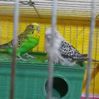مرغ عشق