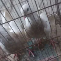 طوقی اجوری جفت ۹۰۰