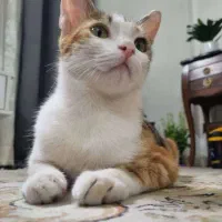 واگذاری گربه