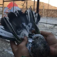 کبوتر سرور آتشی|پرنده|ماکو, |دیوار