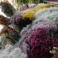 گل روز مادر|گل و گیاه طبیعی|الشتر, |دیوار