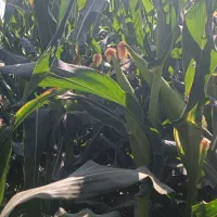 علوفه دانه دار