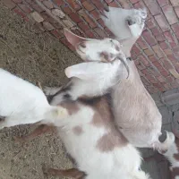 بزو کره و نر|حیوانات مزرعه|زرند, |دیوار