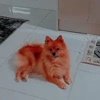 سگ پامر روباهی