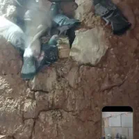 کبوترپلاکی|پرنده|آباده, |دیوار