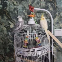 عروس هلندی