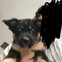 واگذاری ژرمن موبلند شاه توله