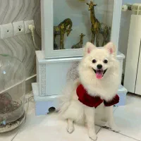 سگ پامرانین