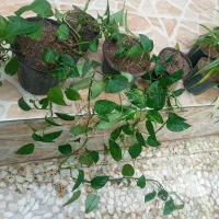 تعدادی گل.گندمی .پتوس .سانسوریا