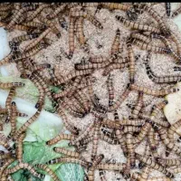 کرم سوپرورم سوپر ورم طعمه ماهی گیری
