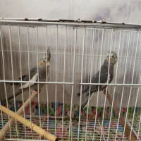 عروس هلندی نر خاکستری|پرنده|گرگان, |دیوار