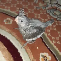 عروس هلندی سرلاکی