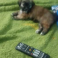 پاپی نژاد مالتیپو|سگ|پرند, فاز ۴|دیوار