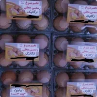 تخم مرغ محلی ارگانیک و طبیعی
