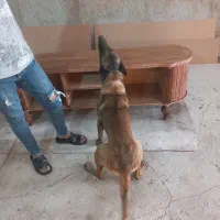 سگ نر|سگ|پاکدشت, پاکدشت (مامازند)|دیوار