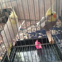 فروش عروس هلندی