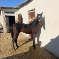 کره طوفان عبدالله