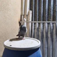 کبوتر  دم|پرنده|لار, |دیوار