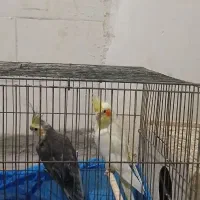 عروس هلندی با جوجه|پرنده|چمران, |دیوار